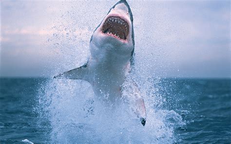Shark jumping out of water Wallpaper | 2560x1600 resolution wallpaper ...