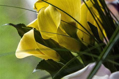 Yellow Calla Lilies Free Stock Photo - Public Domain Pictures