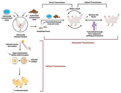 Pre-Harvest Non-Typhoidal Salmonella Control Strategies in Commercial ...