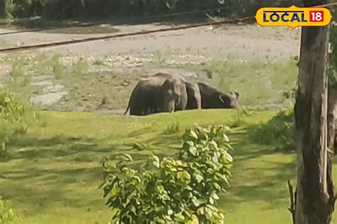 Wild Elephant: মাদারিহাটের রাস্তায় এলে গাড়ির গতি রাখুন স্লো, সাফারি ...