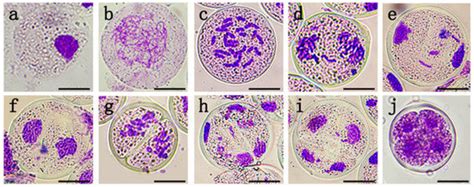 Effective Induction of Fertile Gametes in Oriental × Trumpet (OT) Lily ...