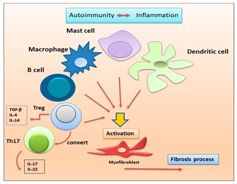 JCM | Free Full-Text | Immune and Non-Immune Inflammatory Cells Involved in Autoimmune Fibrosis ...
