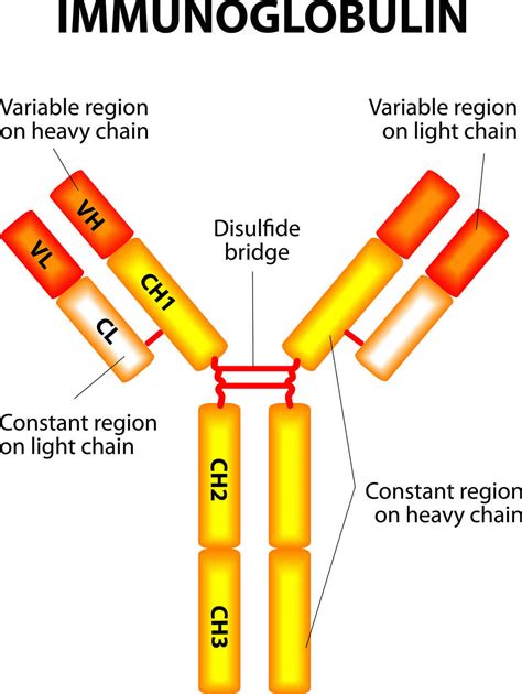 Immunoglobulin function, types, test & immunoglobulin deficiency
