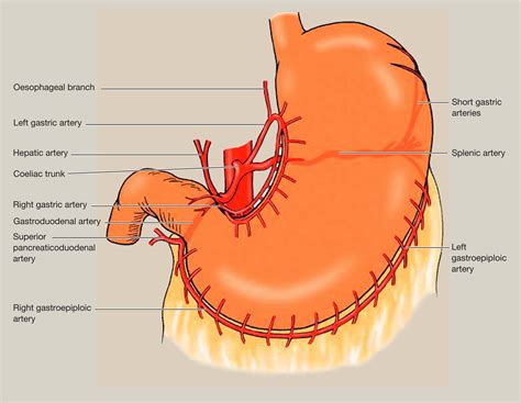 Anatomy of the stomach - Surgery - Oxford International Edition