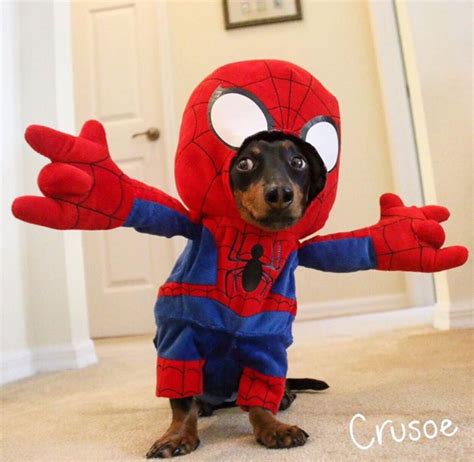 Dog Spider Costume Memes