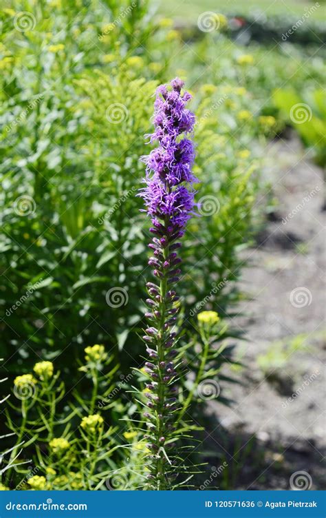 Tall Purple Flower - Liatris Spicata Stock Photo - Image of impressive ...