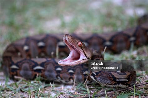 Image result for Python Snake Fight Snake