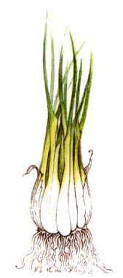 Ciboule — Chine Informations