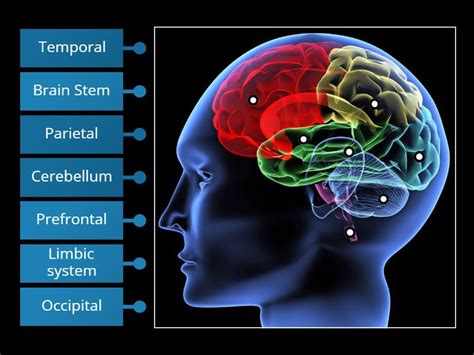 Neocortex 的图像结果