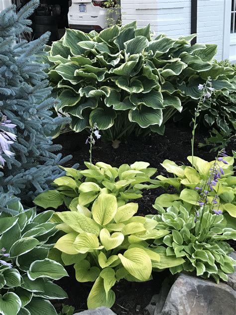 Savory Hostas at David Sells blog