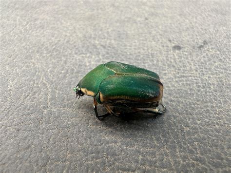 Green June Bug, Kentucky : r/insects