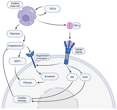 Comparison of COVID-19 Vaccine-Associated Myocarditis and Viral Myocarditis Pathology