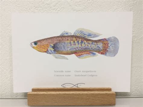 Giuris margaritacea（Snakehead Gudgeon） Drawing Postcard | Osakanacraft