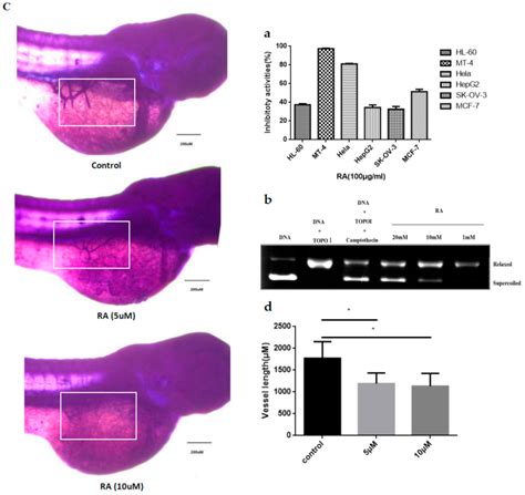 Antitumor Activity and Mechanism of Robustic Acid from Dalbergia ...