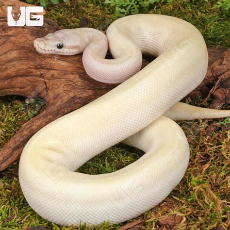 Image result for Leucistic Ball Python