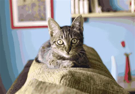 Image result for Cat Behavior Problems