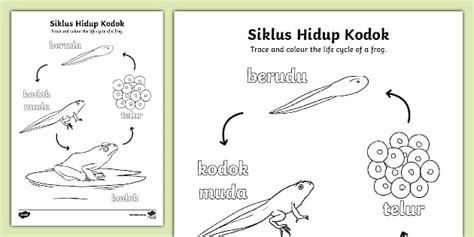 Frog Life Cycle Tracing Activity - Indonesian (teacher made)