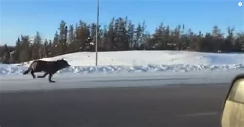 Wolves Running Really Fast 的图像结果