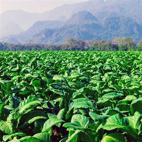 Nurturing Excellence