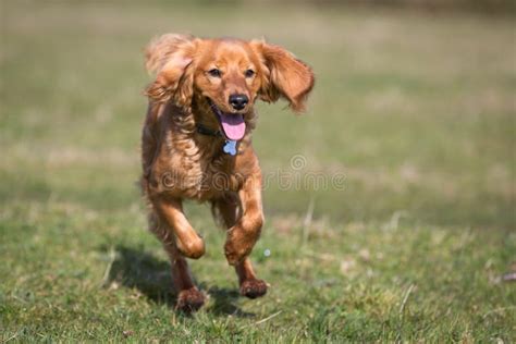 Image result for Cockapoo Running