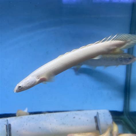 Platinum Senegal Bichir 6 inch (Polypterus senegalus ‘platinum ...