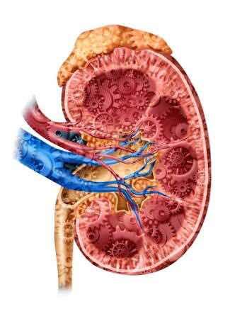 Dialysis in India: Newly diagnosed with Kidney Failure? Do these things ...