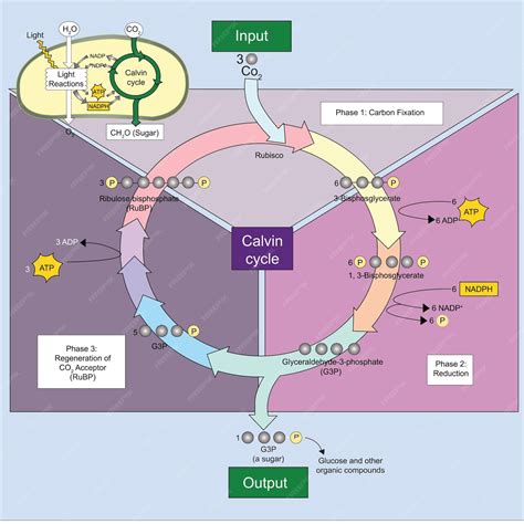 Premium Vector | Calvin Cycle vector illustrate chart diagram