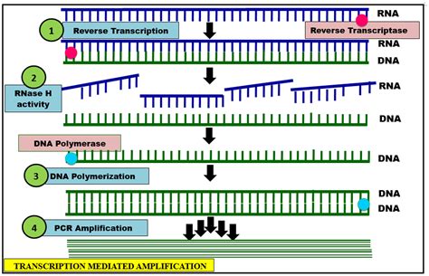 Biotechnological Perspectives to Combat the COVID-19 Pandemic: Precise ...