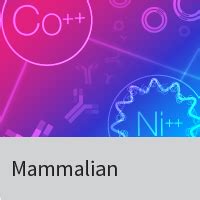Mammalian expression