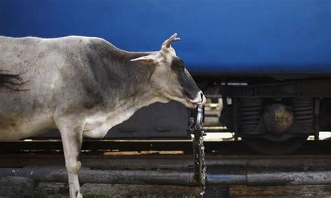 The Wire: The Wire News India, Latest News,News from India, Politics ...