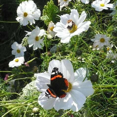 National Garden Scheme Open Garden, Stillingfleet Lodge Gardens, 15 ...