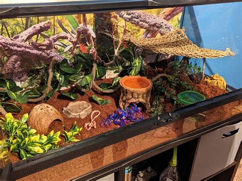 Corn snake tank setup with wallpaper background | Corn snake, Snake ...