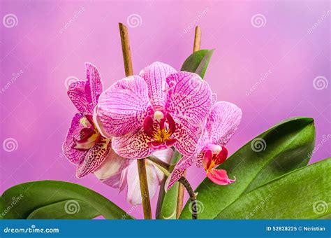 Pink Branch Orchid Flowers with Green Leaves, Orchidaceae, Phalaenopsis ...