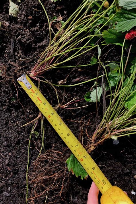 Commercial Strawberry Plant Spacing at Virginia Travis blog