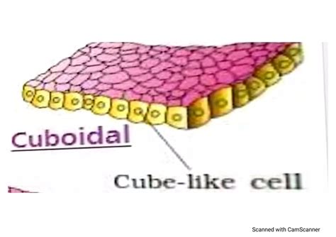 Classification of Tissues 的图像结果