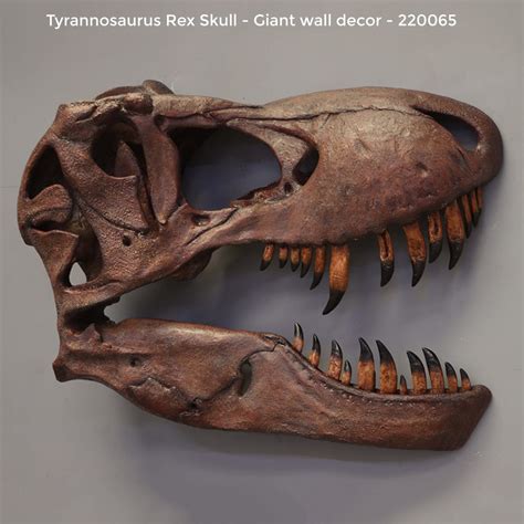 Tyrannosaurus Skull Front