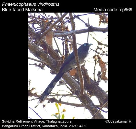 Phaenicophaeus viridirostris (Jerdon, 1840) - Blue-faced Malkoha | Birds