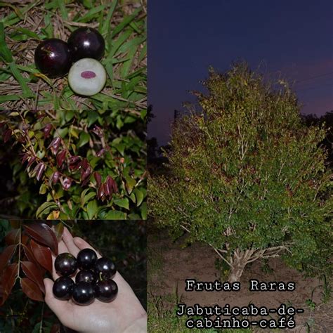 Cabinho Café Ipuiúna Jaboticaba Fruit Plant (Plinia Trunciflora "Cabin ...
