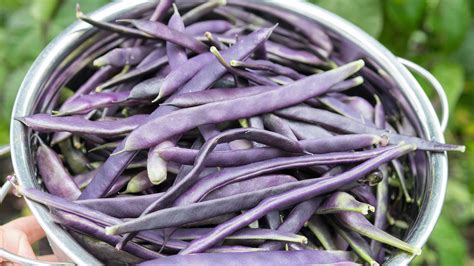 What Is Beans Called In French at Isaac Oppen blog