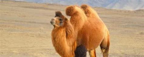 布尔津：骆驼“驮”着村民走上致富路-新乡市新东机械