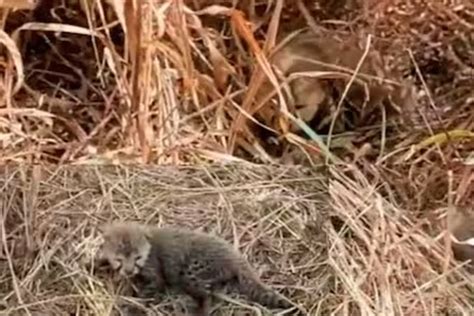 Cheetah Nirva gives birth to 5 cubs and Kuno's big cat count rises to 29