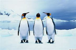Image result for 企鹅 Penguins