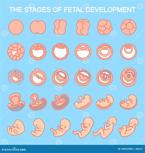 Fetal Development Timeline Chart