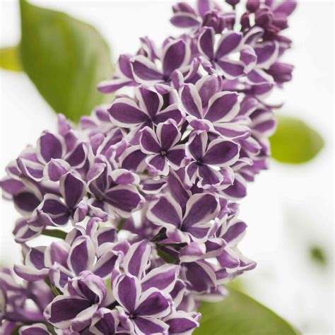 Types Of Lilac Colors at Heather Phillips blog