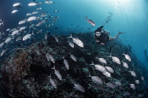 MARATUA SEAVIEW RESORT (Maratua Island, Derawan Islands) - B&B Reviews ...