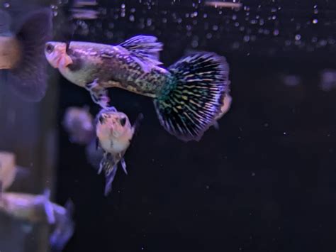 Blue dragon guppy – Splashy Fin Aquarium Bengaluru