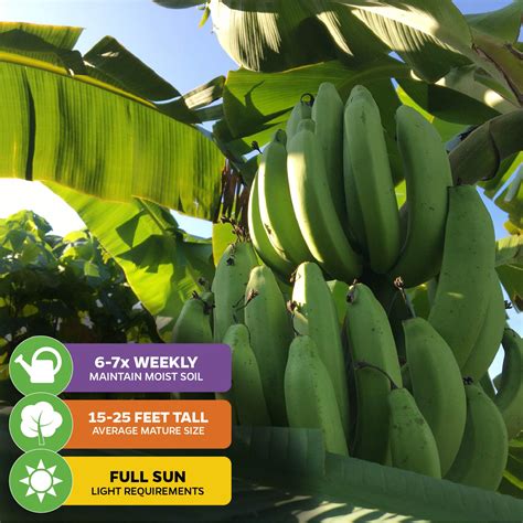 Gros Michel "Big Mike" Banana - Musa – Wellspring Gardens