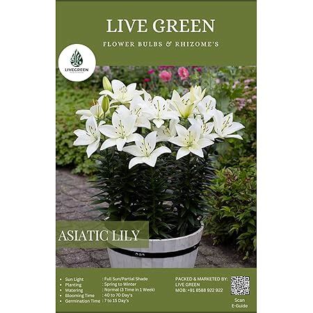 URBAN GARDENS® Asiatic Lily Yellow Pack Of Four Bulbs , Lilium Flower ...