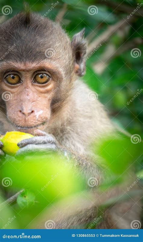Image result for Monkey Behavior