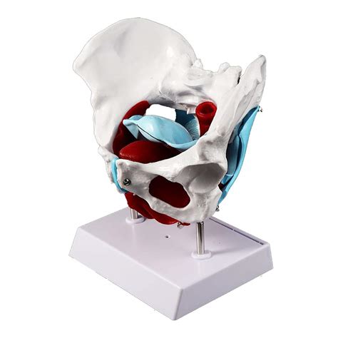 Buy XIEZI Anatomical Model Medical Anatomical Female Pelvis Model ...